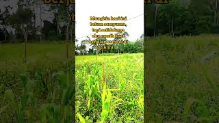 🌾 Langkah Sunyi di Tengah Sawah Hijau | Virtual Walking Short Menenangkan