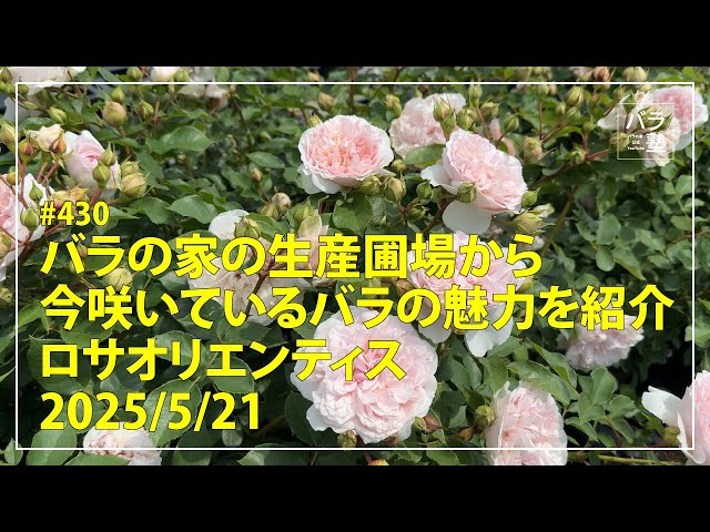 薔薇のお部屋専用 430 Introducing the charm of roses currently blooming in the