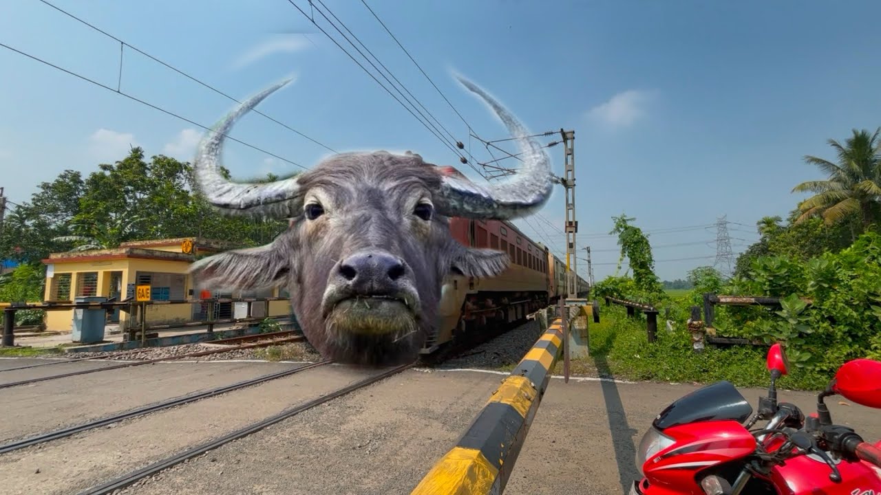 Dangerous Angry Buffalo Headed Train Furiously Moving Throughout at Railgate 