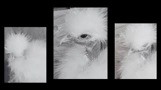 Young Stripper Silkie Rooster Learning To Crow