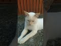 #cat