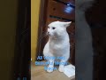 Have A Look With A Full White Meow2 In Vicinity. #meowmoe #meowingtons #meowtalk #petme #poshpaws .
