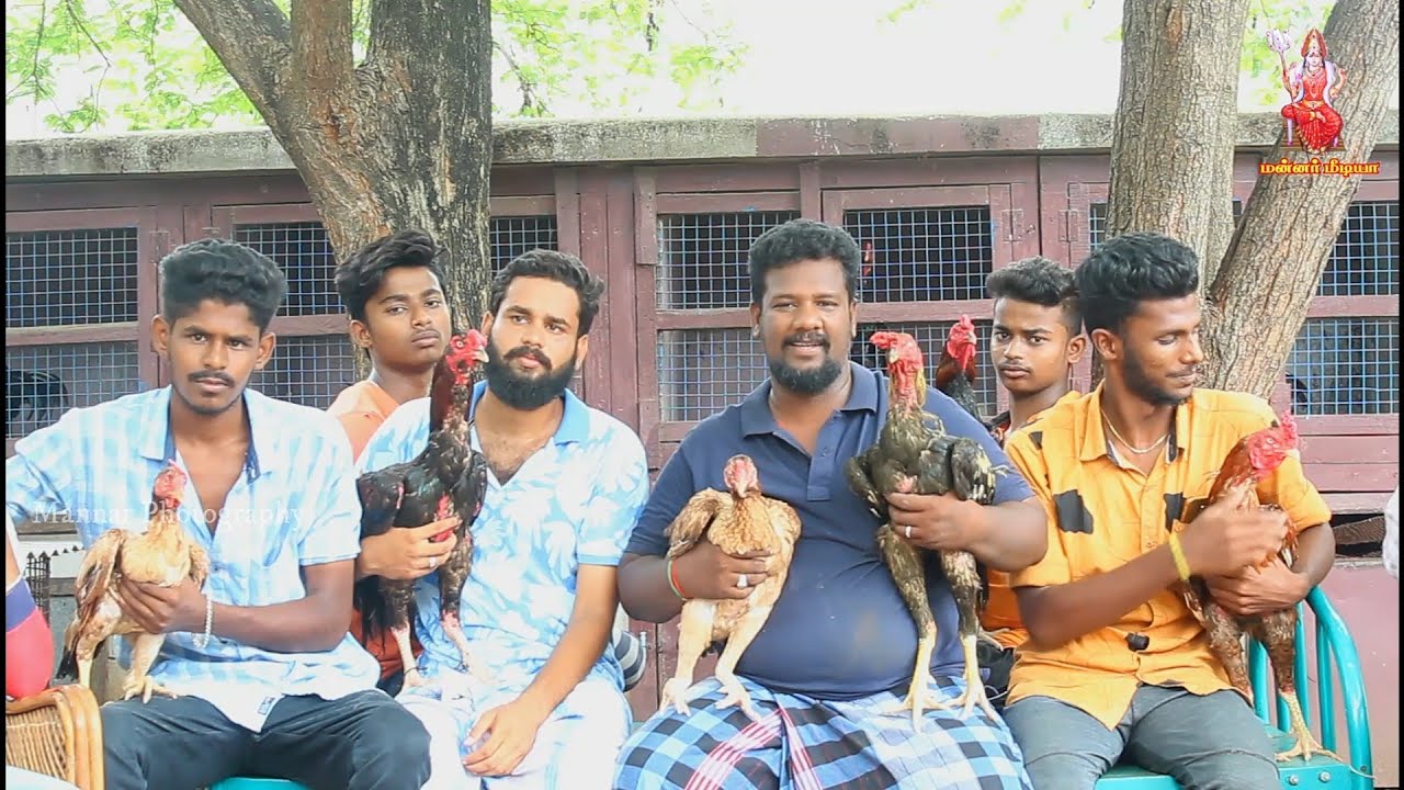 திருப்பத்தூர் கர்னா  சேவல் வளர்ப்பு முறை