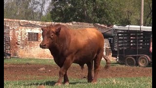 Angus rojo con genética negra de Mezquite Genética