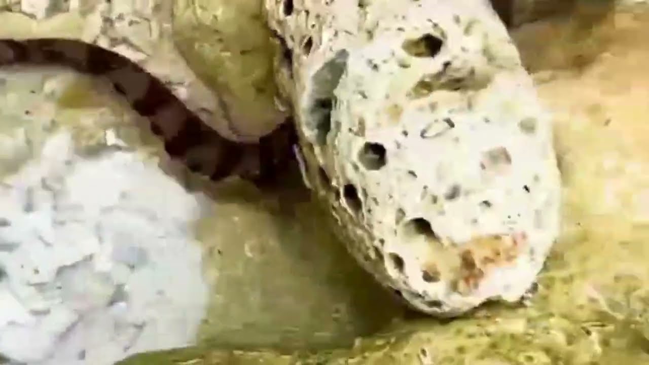 टूथपेस्ट वाली बफर फिश 😄🐟 Fun Fishing Adventure!