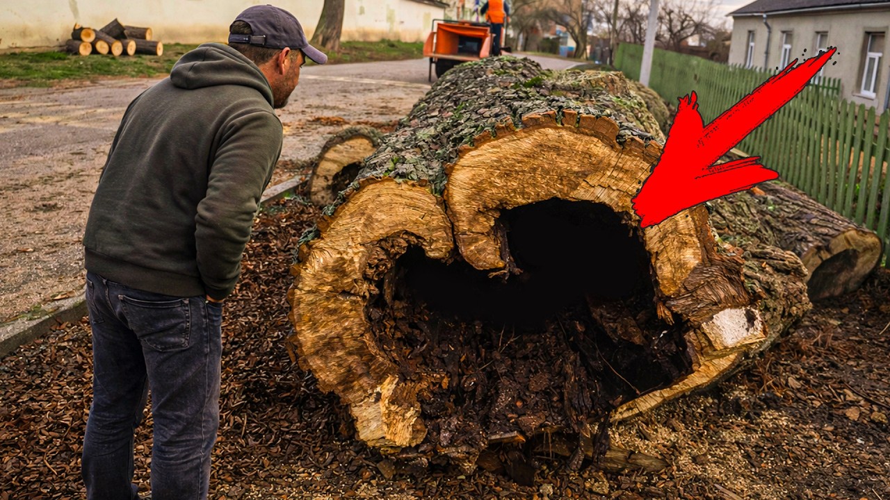 Неожиданная находка в старом дереве