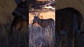 Epic Deer Hunting Shot |Pro Hunter Deer Shot #deerhunting #hunting #deer #huntshot #wildhunt #shorts