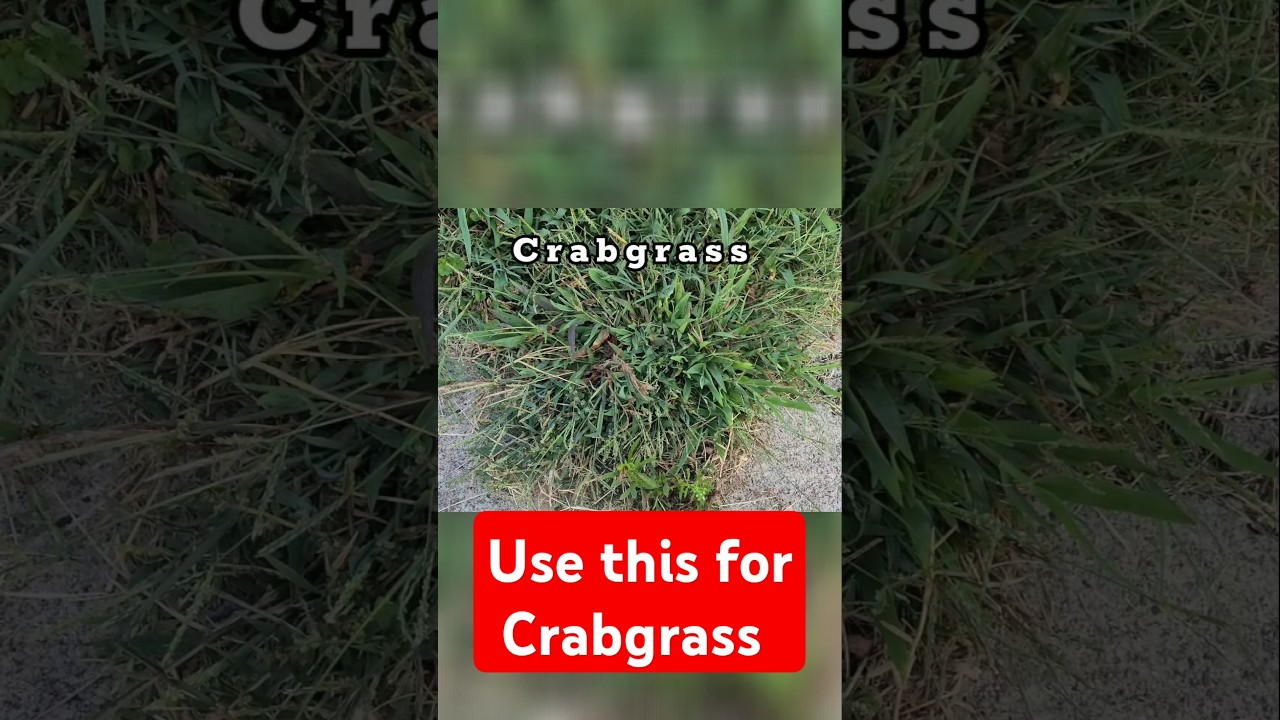 Use this to get rid of Crabgrass