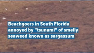 Beachgoers in South Florida annoyed by "tsunami" of smelly seaweed known as sargassum.