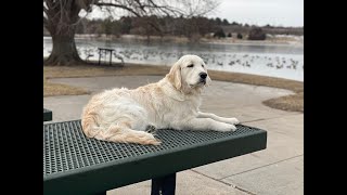 Lady - 6 month old Golden Retriever - Dog Training Omaha Nebraska, Off Leash Dog Training