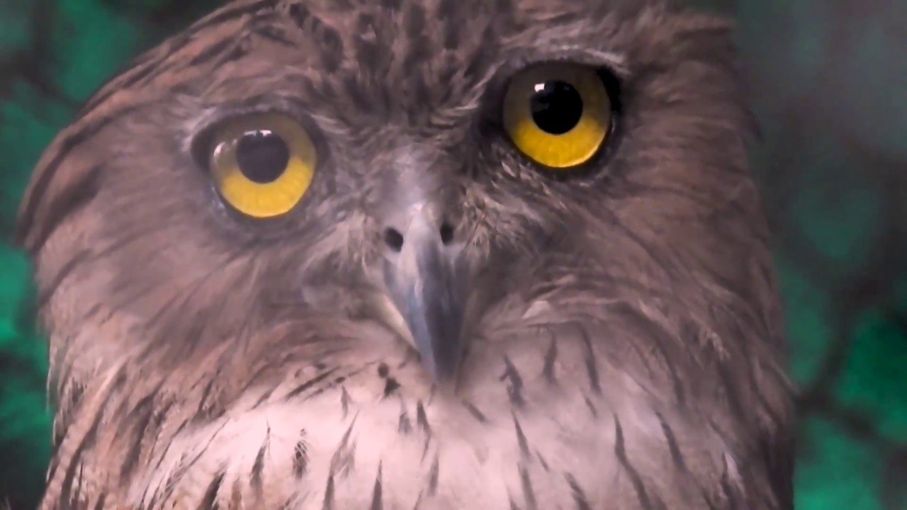 Curious Owl  | Funny Videos