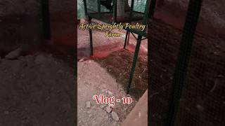 Active Sprightly Poultry Farm Chinnasalem #birds #egg #chicken #lovebirdsfarming #pets #farming