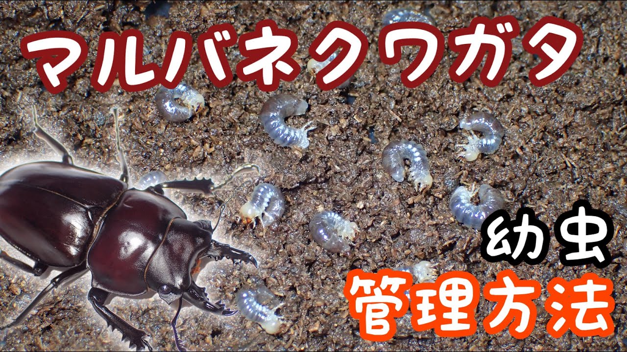 How to safely change the mat of the Marubane Kuwagata (Stag Beetle