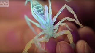 Scary Scorpion Sex! | Zoo La La | Earth Unplugged