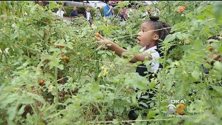 Kidsburgh: Students Bringing Food From Garden To Table