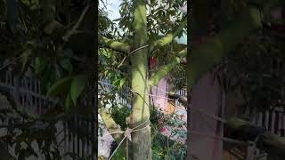 Hái sầu riêng cùng Diễm phải cẩn thận #dailyvlog #durian #fruit #durianrider #food #saurieng