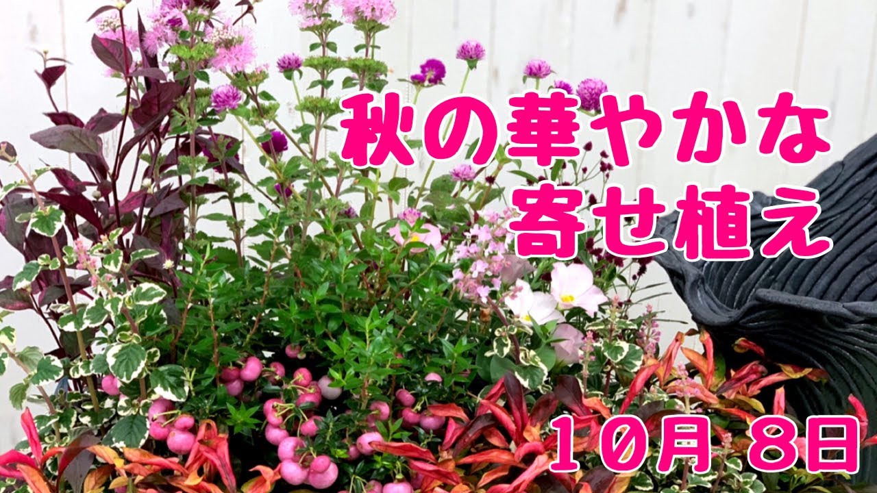 秋の華やかな寄せ植えハッピーベリーたわわ秋はやっぱり実物だね Youtube