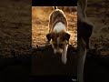 #dog #sad #shorts