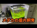 メダカの室内飼育　4つのポイント　水槽飼育で気をつけたいポイントを初心者の方に知ってほしい！　＠楽めだか