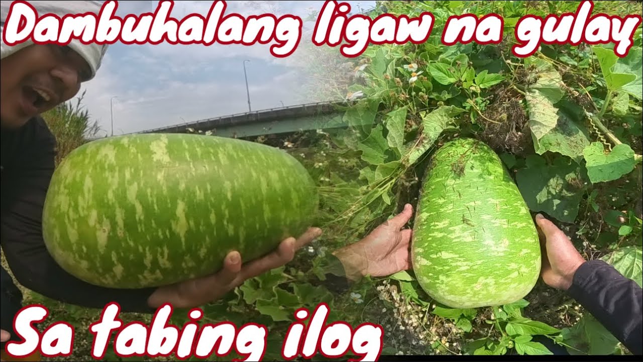 Nagulat ako sa laki?ligaw na gulay sa tabing ilog!