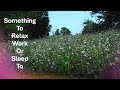 Blue Wildflowers and Soothing Music to Relax and Sleep To