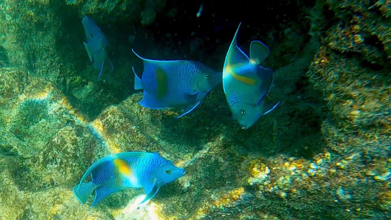 Best Snorkeling point in Qatar YouTube