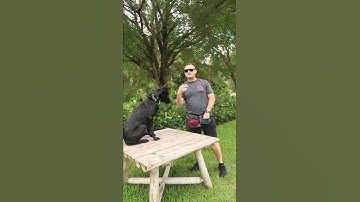 Werken aan het standcommando met de Mechelse herder deel 2 #Mechelseherder #belgianmalinois #belg...