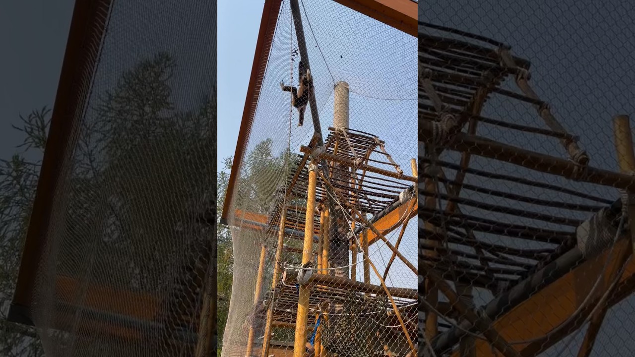 Gibbon 🐒 brachiating with great agility