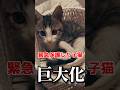 炎天下に捨てられていた子猫が巨大化しました #shorts #捨て猫 #保護猫 #子猫 #野良猫 #kitten #catlover