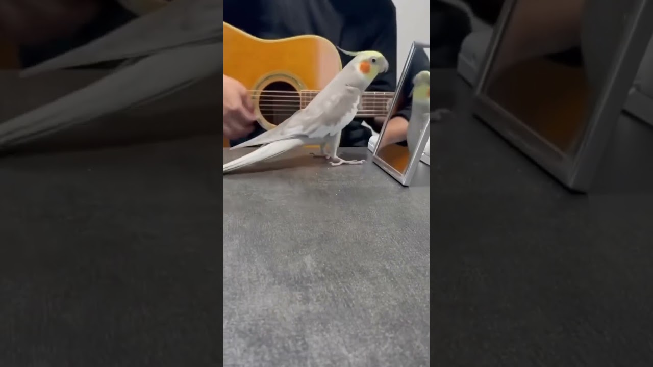 Bird singing with acoustic guitar