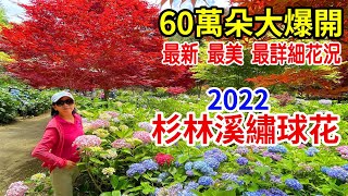 【杉林溪繡球花海】2022最美最新最詳細花況（2022.6.15 ... 