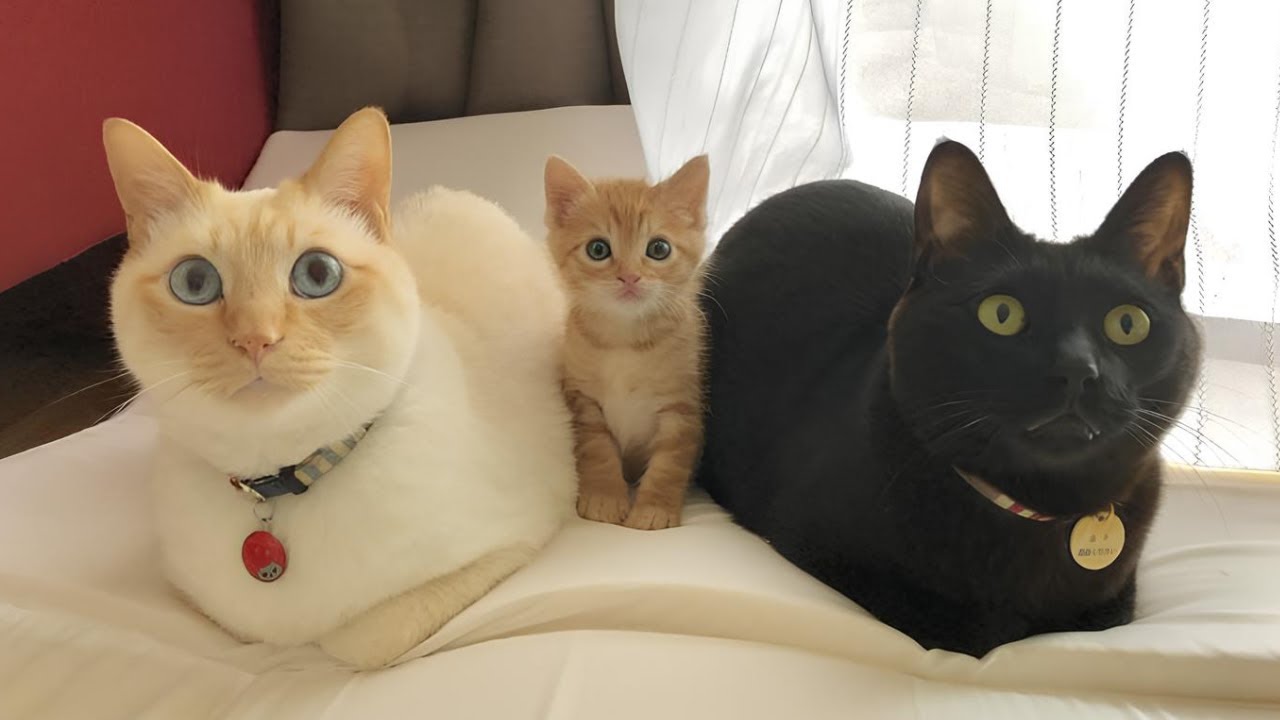Gifting your cat a kitten: Their reactions are PRICELESS!