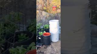 Cengaver suç üstü yakalandı #garden #wildlife