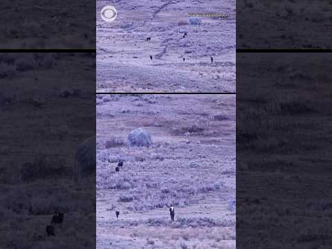 Man approaches pack of wolves in Yellowstone National Park #shorts