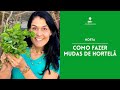 HORTA: Como plantar Hortelã?