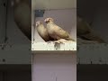 part125/Types of pigeon in the world 🌎