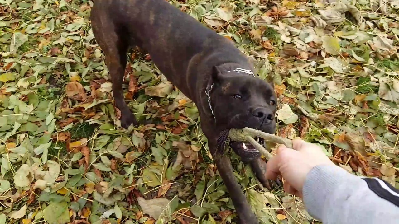 BOSS (Cane Corso) YouTube