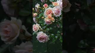 Rain on Rose Garden #rain #rainoundforsleep #softrain #rainambience #gardensounds