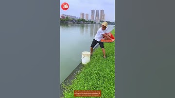 Fish Overflow After the Rain! The Net Couldn’t Handle It 🐟🌊