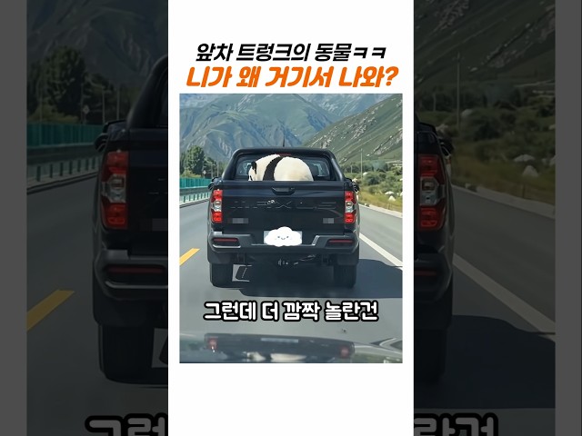 “저게 뭐시여?..” 앞차 트렁크에 보인 동물의 황당한 정체