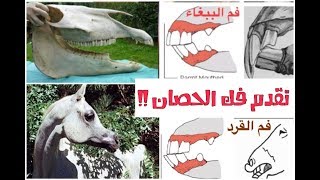 ‫حصان الفك عنده متقدم ! مشكلة الفقمة والكزمة والاندر بايت في الخيل ‬