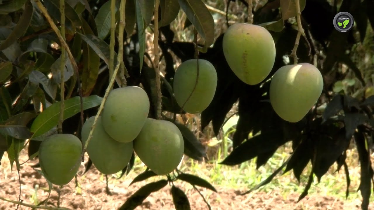 ಮಾವಿನಲ್ಲಿ ಪ್ರಮುಖ ತಳಿಗಳು | Mango