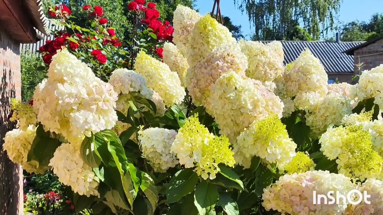 Гортензия Полярный Медведь.