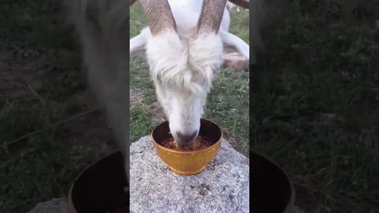 Little lamb eating food 