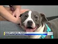 Gabriel Needs a Home!