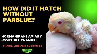 The Mystery of the Creamino Opa! | How Did It Hatch Without Parblue? #normaniran1 #creamino #yf 