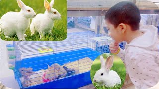 Cute Rabbit  Rabbit Farming Pakistan  India  Buy Rabbit Saudi Arabia Abdullah  Rabbit Rabbit