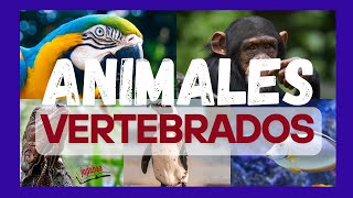 VERTEBRATE ANIMALS Mammals, Birds, Reptiles, Amphibians, Fish, Characteristics🦜🐟🐘🐸🦎@Jopabaa