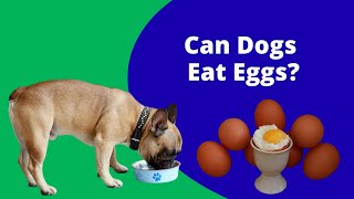 Can Dogs Eat Eggs? |  Can Dogs Safely Eat Eggs?