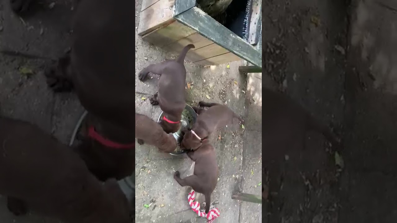 Is het normaal dat de oogkleur van een hond zo erg verandert? Puppyfoto's:  8-9 weken Volwassen: 2 1/2 jaar. Geen van deze foto's is bewerkt. :  r/labrador, image size:1280x720